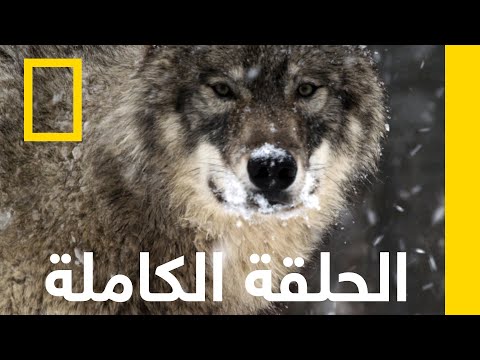 مياه هائجة ميسيسيبي البرية ناشونال جيوغرافيك أبوظبي