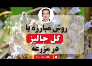  مبارزه با گل جالیز