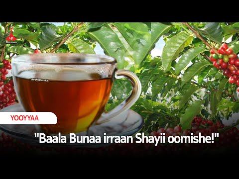 Baala Bunaa Irraan Shayii Oomishe Etv Ebc Etv Afaan Oromoo
