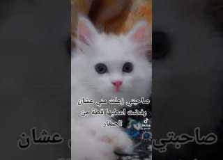 فطام القطط من ٤ إلى ٥ أسابيع