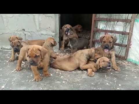 Tunauza Mbwa Wa Ulinzi Pure