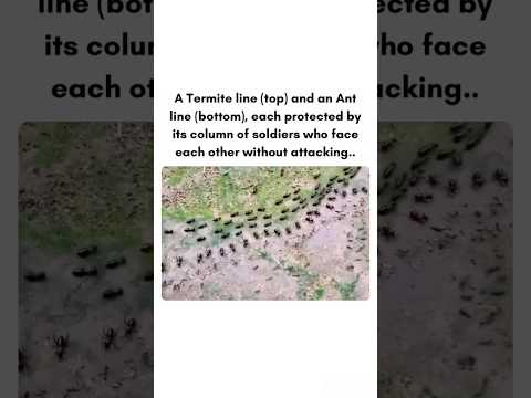Ants Vs Termites The Silent Standoff Science Wildlife