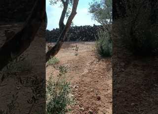 صوت الديك صباحا