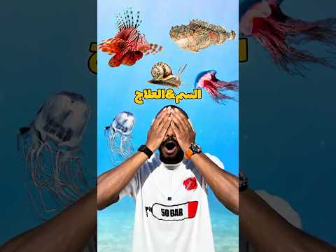 اعرف كل انواع الكائنات البحرية السامه والخطرة وعلاجاها فى البحار والمحيطات غوص Modrar Diving