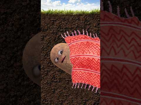 تشرب ايه اشرب شاي Explore Music Song Shorts تشرب ايه اشرب شاي Explore Music Song Shorts