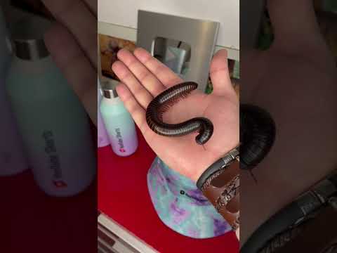 Gigantic Insects Bug Insect Animals Shortswithzita Rock N Insectes