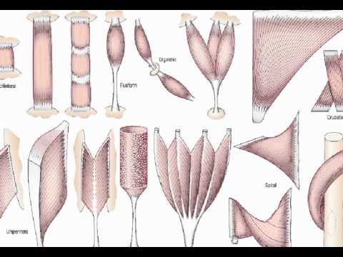 General Anatomy 3 Skeletal Muscles Dr Sameh Ghazy
