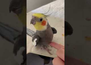  طائر مغرد طائر الكناري البلبل المغرد طائر اون Birds Naturesounds Parrot Cockatiel