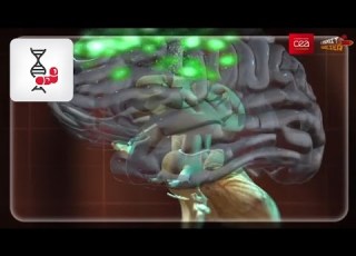 How It Works How Does Our Brain Learn To Read