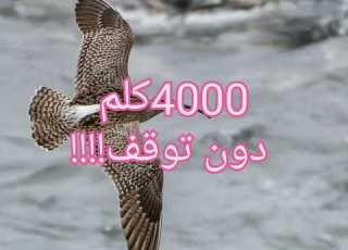  مزود بردار وGPS متطور Ntrl كروان الماء وبمنظومة متكاملة للطيران اعجاز رباني Whimbrel