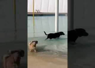 Buddy Lhasaapso Cute Puppy