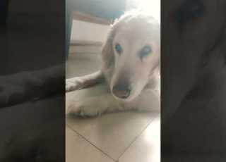 Tarriff Goldenretreiver Comedyshorts Funny Comedyvideos Shortvideos Comedy Pets