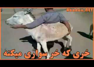 خری که خر سواری میکنه