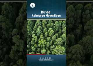 Ashaaraan Magariisaa Ardii Bira Darbee Addunyaaf Bu Aa Buusaa Jira Oduu Afaan Oromo GreenLegacy