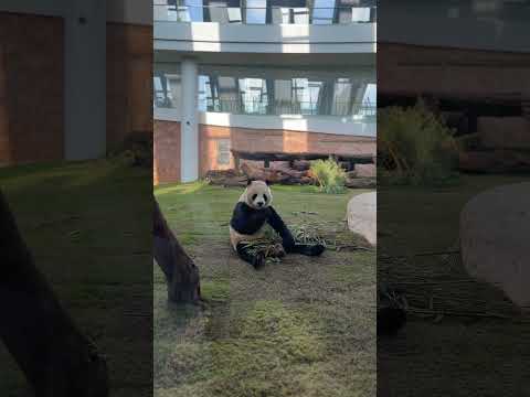 بيت الباندا الخور قطر Panda House Alkhor Qatar