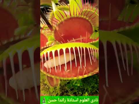 النباتات المفترسة النباتات آكلة الحشرات الدايونيا الدروسيرا حامول الماء