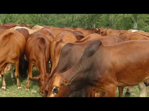 SHULE YA NG OMBE NHEMBA OFFICIAL AUDIO 2026 0743826024