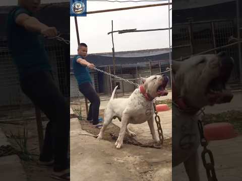 Dogo Argentino The Fearless Guardian Dog You Don T Want To Challenge