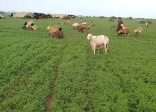 بيت البادية في السودان بدو االرشايدة في السودان وتكم قناة صقر العرب