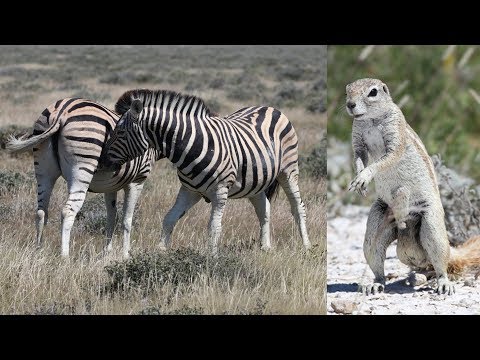 NAMIBIE ETOSHA NATIONAL PARK La Saison Des Amours Mating Season