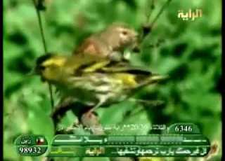 نشيد يا من تراه على الولاء مشاعري قديم قناة الراية الفضائية 1429 هـ