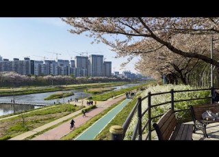 벚꽃들 사이로 안양천 산책길 걷기 Korea 4K HDR