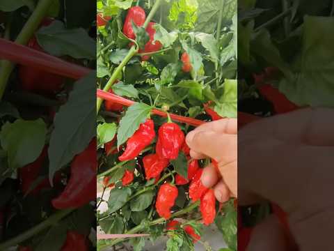 Harvest Naga Chilli The Hottest Chilli On The Planet Satisfying HappyFarm85
