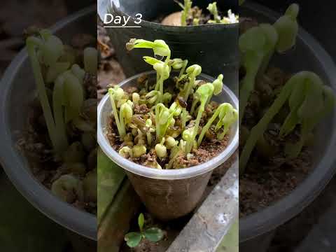 Time Lapse Of Green Bean Sprouts Shorts Timelapse