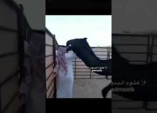 الناقه تهبد