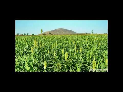 Damazina Song Al Taher Sragiya Al Damazina