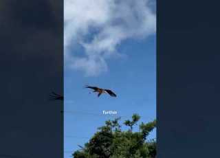 Marabou Stork This Bird Is Huge Uganda Birds Storks Wildlife Africa Eastafrica Wow