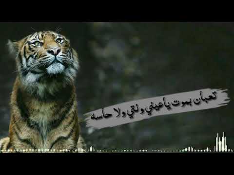 مهرجان تعبان بموت يا عيني وانت ولا حاسه مهرجان تعبان بموت يا عيني وانت ولا حاسه