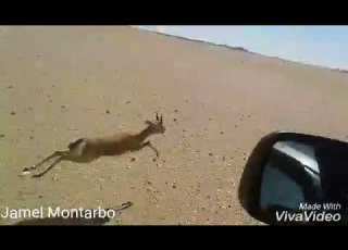 صيد الغزال في الوادي سوف