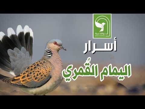 وثائقي اسرار اليمام القمري المهاجر من اين يأتي وأين يقيم وما هو اكبر خطر يهدد الطائر