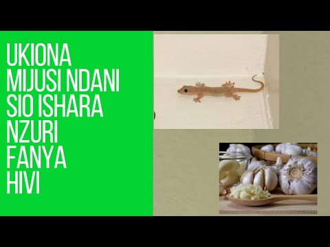 UKIONA MIJUSI NDANI YA NYUMBA FANYA HIVI HARAKA KABLA MAMBO MABAYA HAYAJAKUKUTA