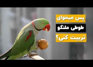 تربیت طوطی ملنگو به آسان ترین روش ممکن