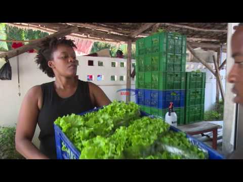 AZAM TV TAZAMA KILIMO CHA MBOGA KISICHOTUMIA UDONGO