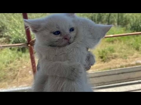 Sheedeny شديني Tul8te Slowed Down