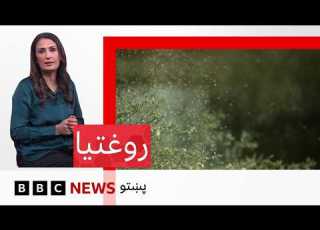 روغتيا د بوټو له ګردې ټوکېدلو حساسيتونو پېښې ولې په ډېرېدو دي