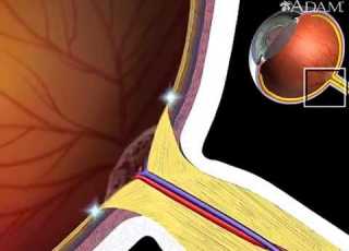  How Retina Works Animation Physiology Of The Eye Videos