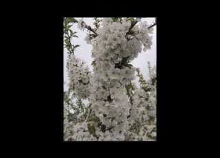 הפרברים קומי צאי ביאליק עממי