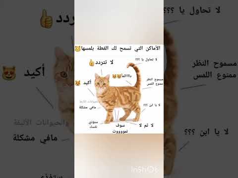 اماكن عند اللعب مع القطة سبحان الله الله