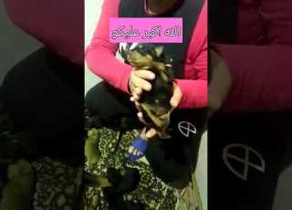  Dog تقسيم الجراوي