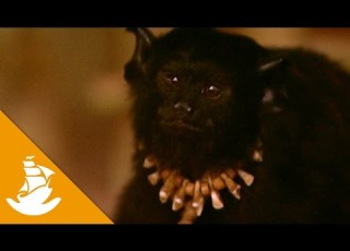  Unusual Pets Of The Zo é
