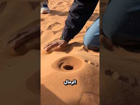 خدعة الماء و رمال الصحراء