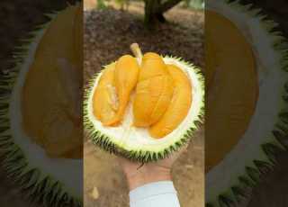 Amazing Malaysian Durian Cutting Mater Fruit Cutting Skills Malacca Durian Heng