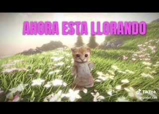  Bagian 2 AY MI GATITO Gito Motagemmiau Gatito