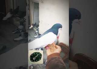  رفاقت عشقباز با کبوتراش Pigeon کبوتربازی Kabootar Birds کبوتر کفتربازی کبوتر کفتر ایرانی