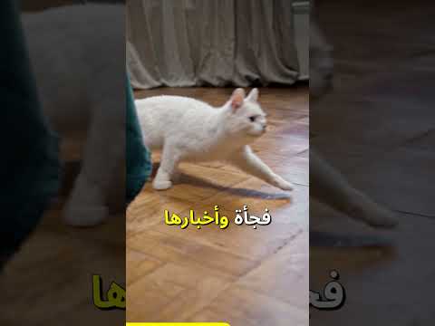 أسهل الطرق لتدريب القطط على الطاعة أسهل الطرق لتدريب القطط على الطاعة