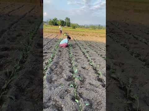 Villagelife Damakjhapa Cauliflower